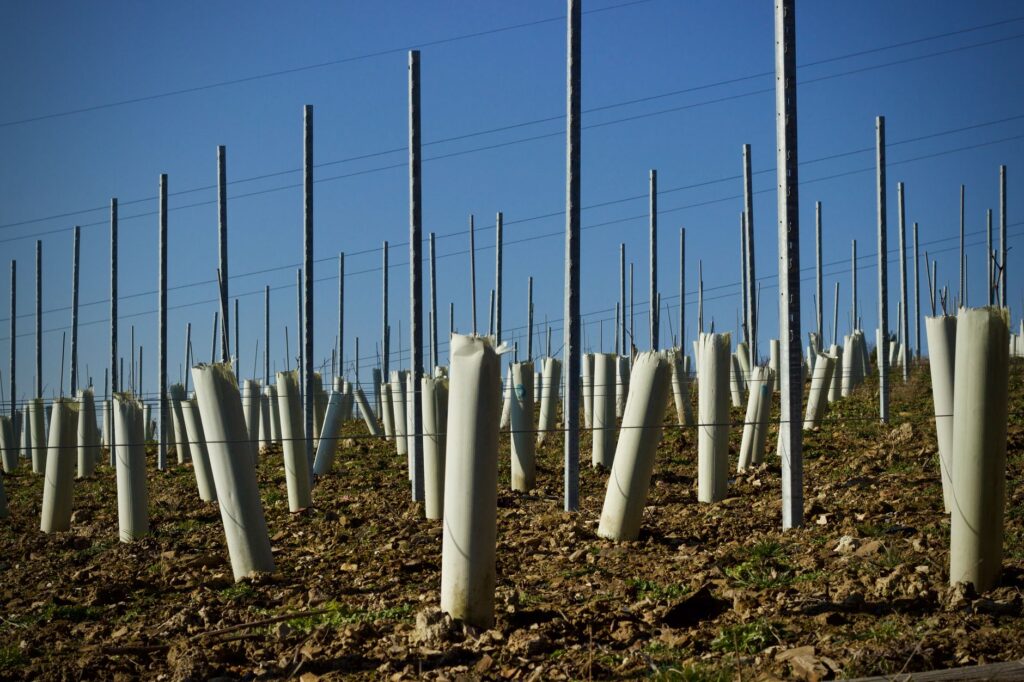 Two support stakes properly installed outside the root ball of a newly planted young tree
