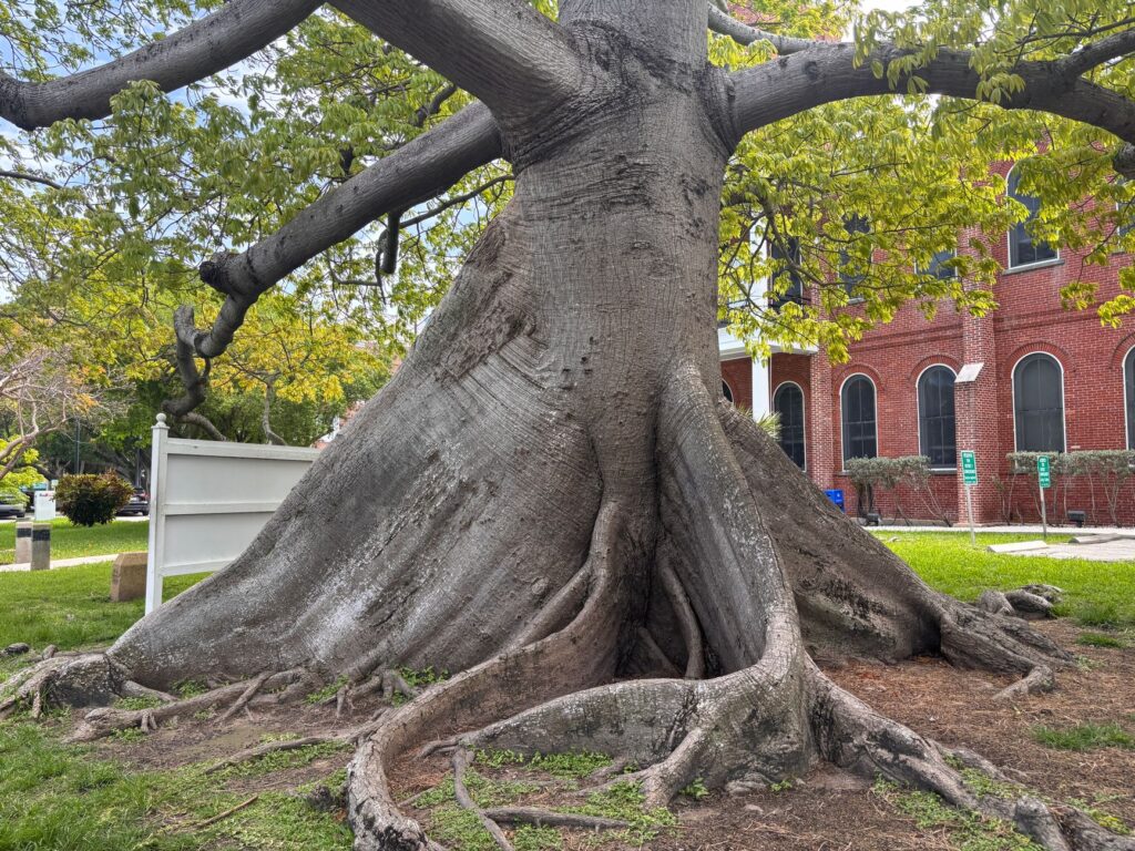 A certified arborist inspecting the base and root zone of a large heritage tree