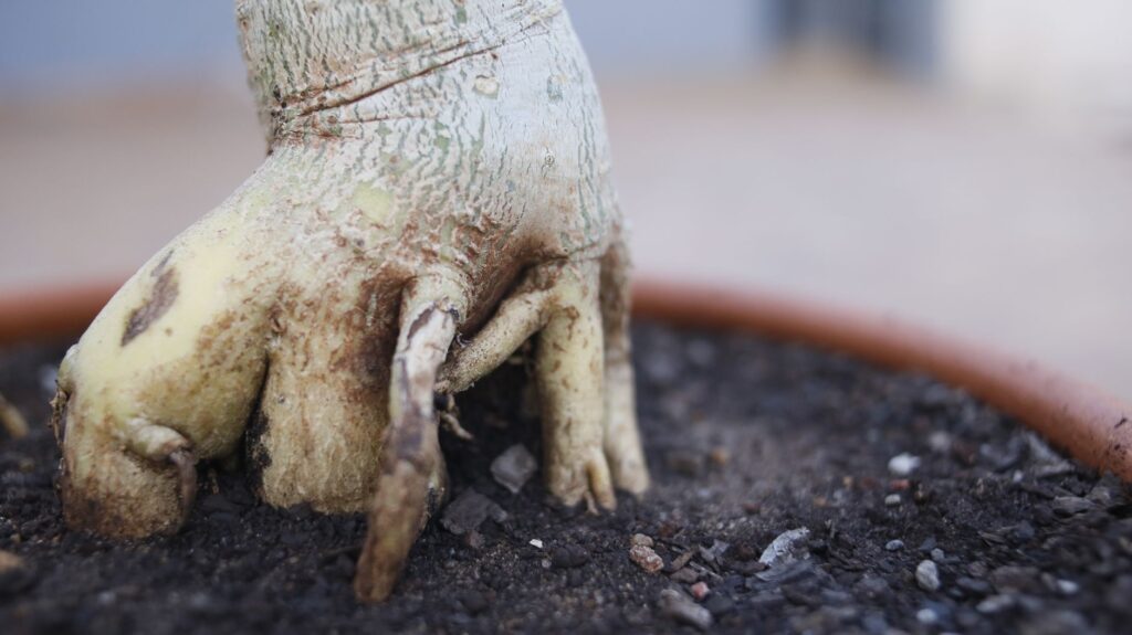 Basal suckers growing from the root crown of an ornamental tree