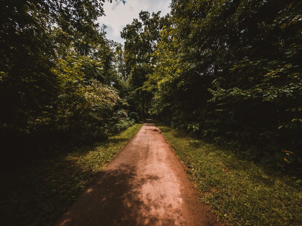 Old-growth forest with massive mature trees along a park trail in New Jersey