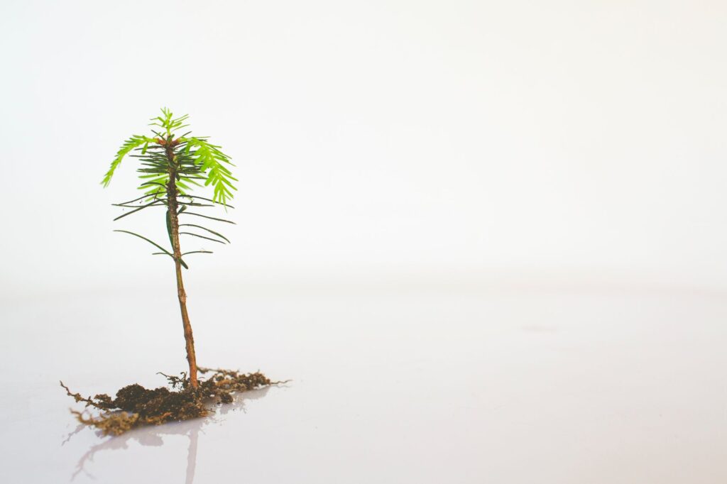 Bare root tree being planted in a garden with visible root system