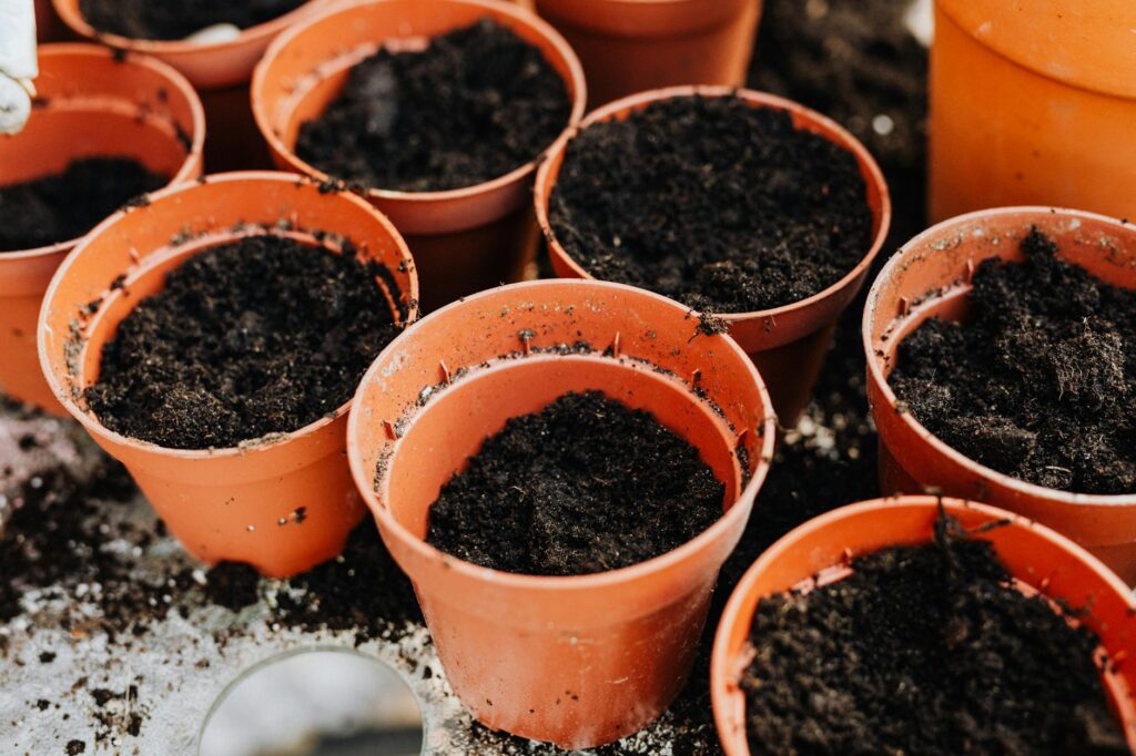 Nursery container tree with potting mix at the base — the visible soil line often hides the true root flare