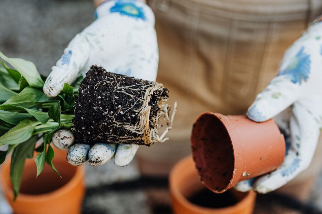 Tree being planted in clay soil with proper root flare positioned at grade level