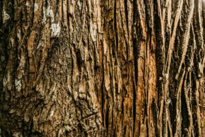 Close-up of deeply furrowed bark on a mature shade tree showing natural cracks, lichen, and texture