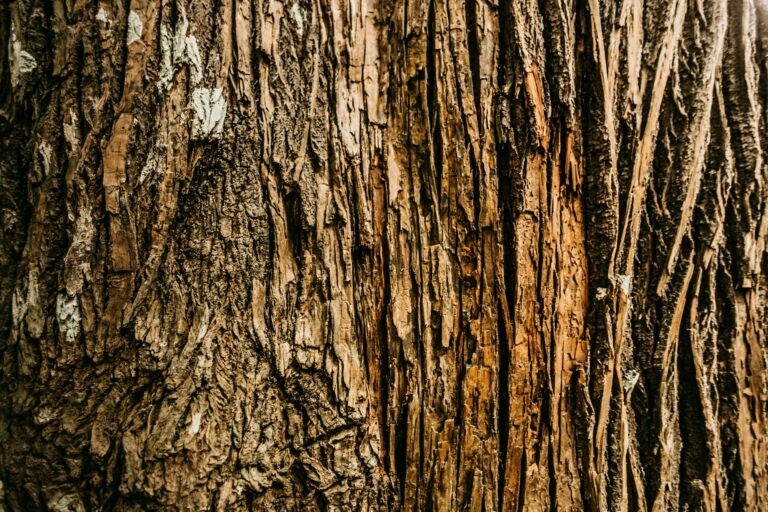 Close-up of deeply furrowed bark on a mature shade tree showing natural cracks, lichen, and texture