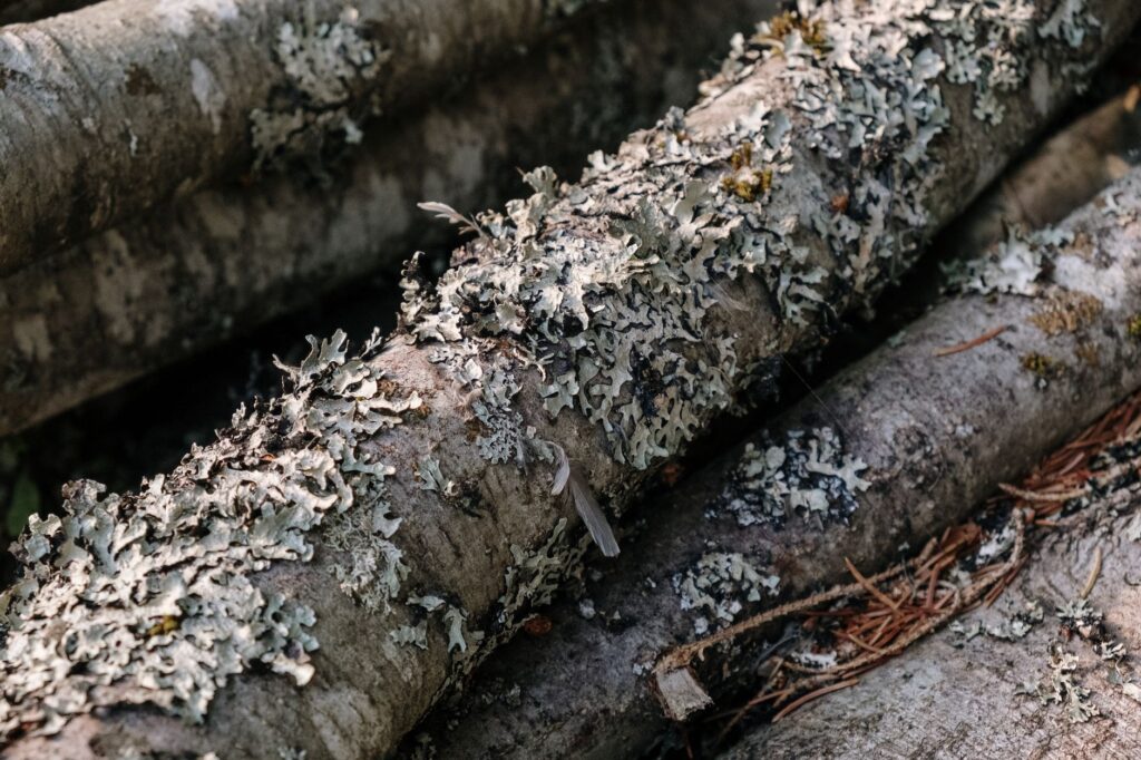 A long pruning stub on a tree showing early signs of decay from an improper cut