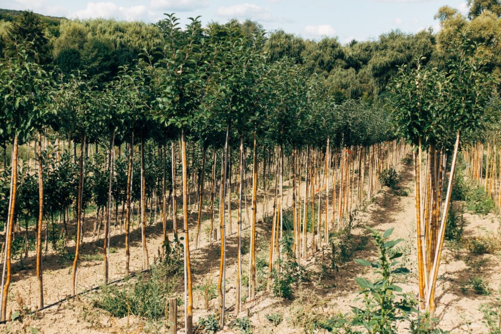 A small nursery tree sapling illustrating how long it takes to replace a mature tree