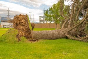 Tree trunk with bark stripped away after a lightning strike