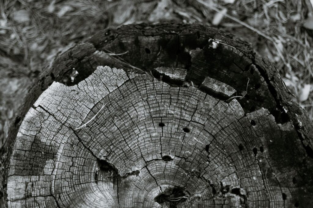 A large vertical crack running up the trunk of a mature shade tree
