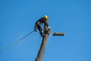 Arborist making a precise cut on a tree branch using the three-cut method