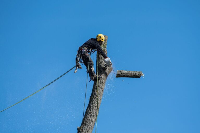 Arborist making a precise cut on a tree branch using the three-cut method