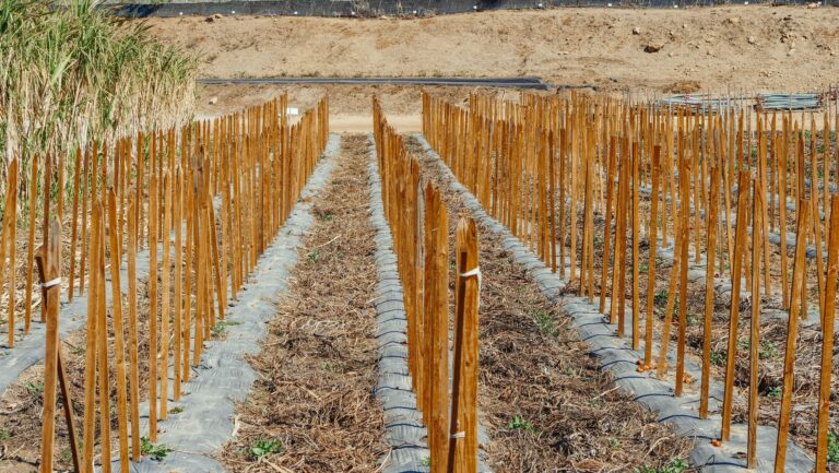 Newly planted young tree with wooden stakes and soft ties in a suburban backyard