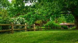 Young deciduous tree recently planted in a suburban Middletown NJ backyard on a sunny summer day