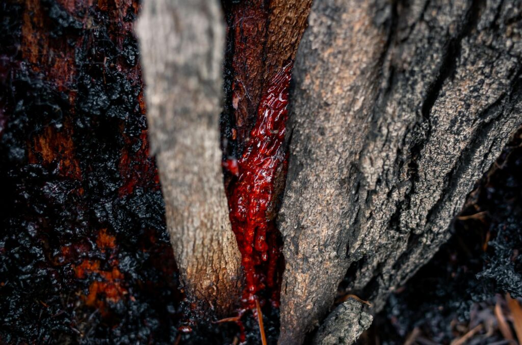 Dark staining and oozing sap weeping down the trunk of a mature shade tree