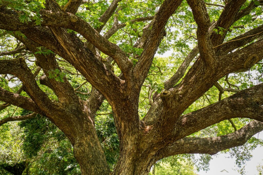 A large mature deciduous tree with a full green canopy providing shade in a suburban yard in summer