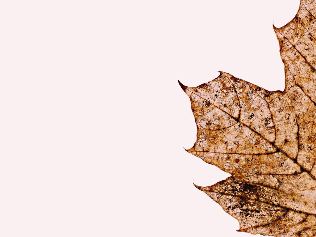 Closeup of maple tree leaves showing classic drought stress browning along margins