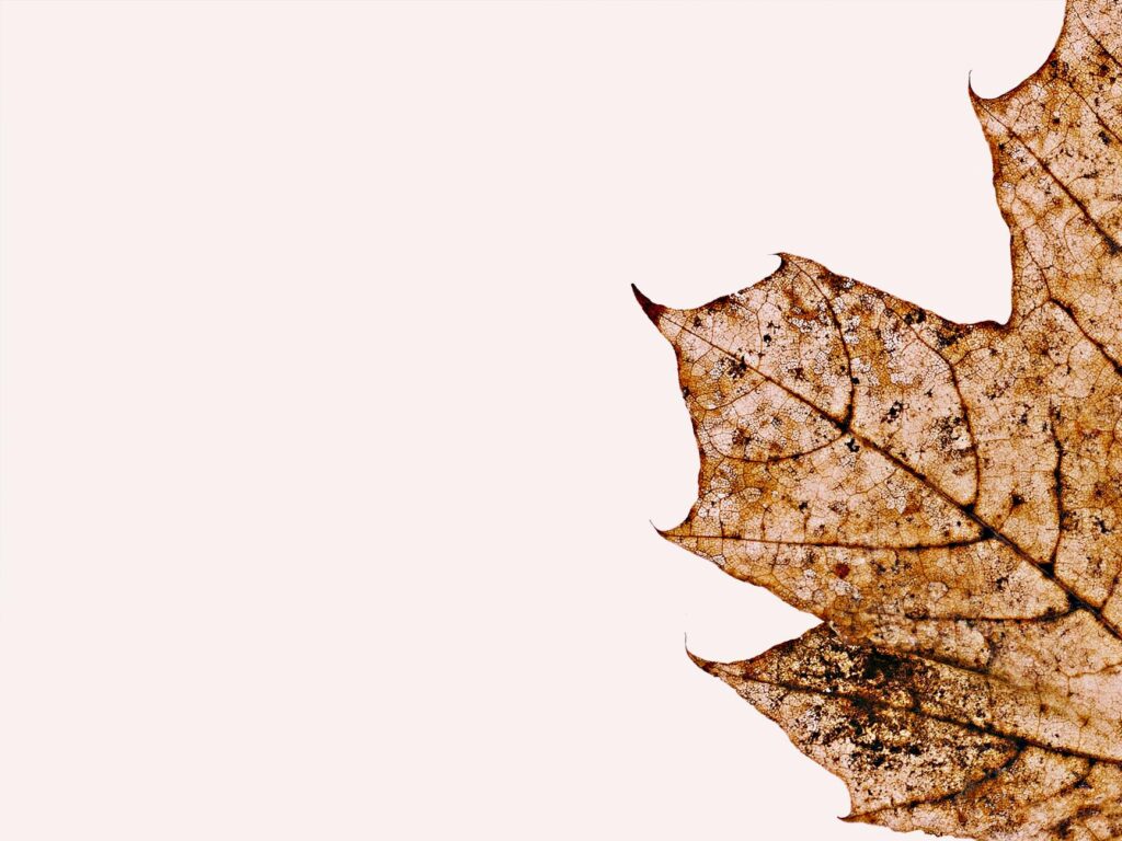 Close-up of tree leaf showing brown crispy margins from summer scorch