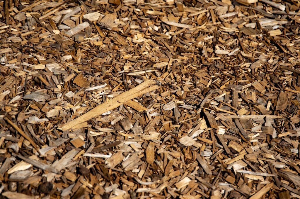 A proper ring of wood chip mulch applied around the base of a large shade tree, away from the trunk