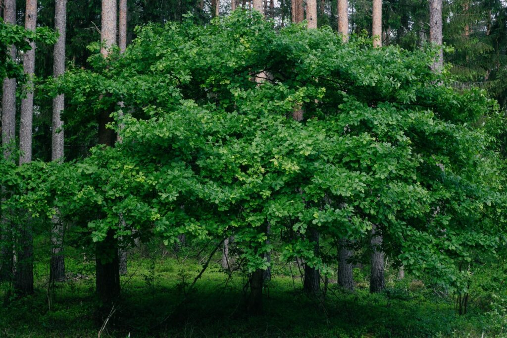 Looking up through a dense summer canopy of oak leaves against a blue sky