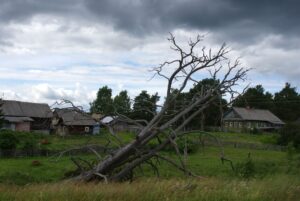 A large dead limb hanging over a suburban rooftop, a common hazard tree warning sign
