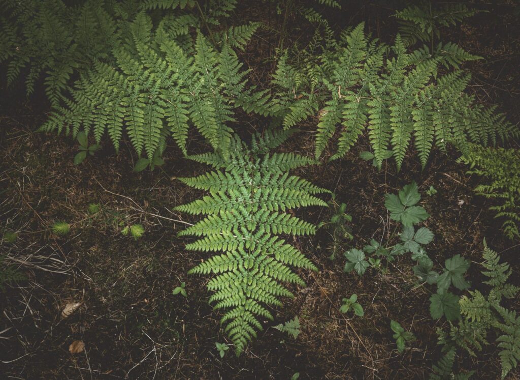 Native shade-tolerant groundcover including ferns and wild ginger planted beneath a canopy