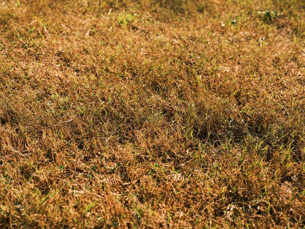 A patchy, drought-stressed section of lawn revealing poor soil conditions