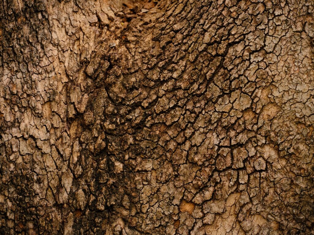 Cracked and discolored bark showing early signs of sunscald damage