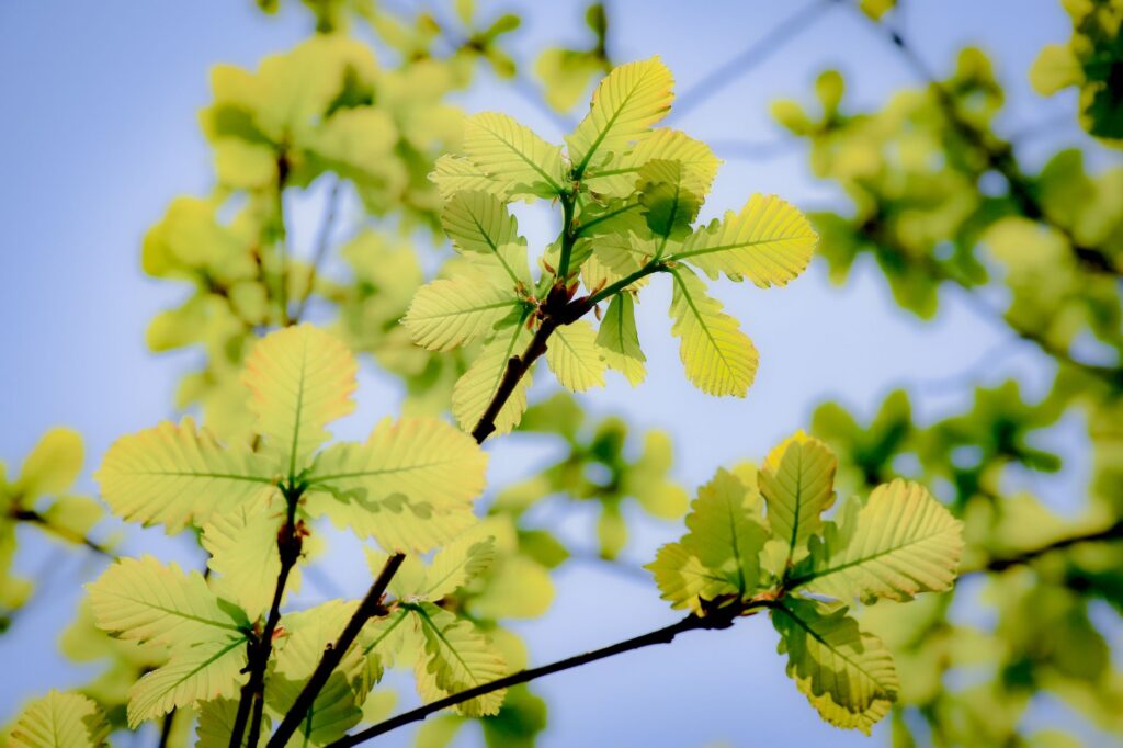 Close-up of tender new oak shoots emerging at a branch tip
