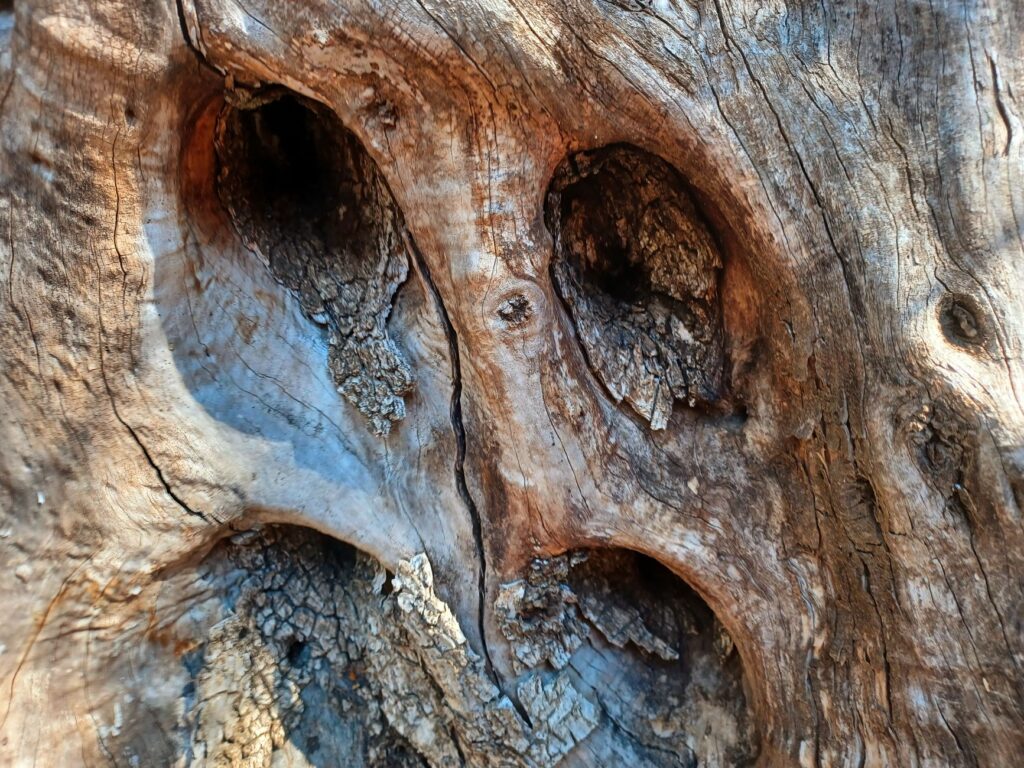 A certified arborist inspecting a tree trunk for decay and hazard signs before a Middletown removal decision