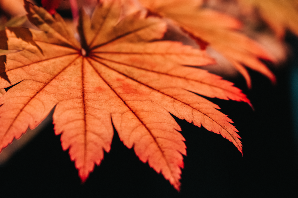 Close-up of a maple leaf showing marginal leaf scorch from summer heat