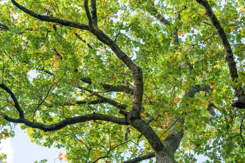 Healthy mature oak tree canopy in a Middletown New Jersey neighborhood