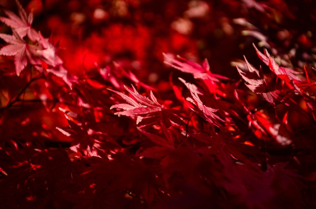 Close-up of red maple leaves showing early signs of stress