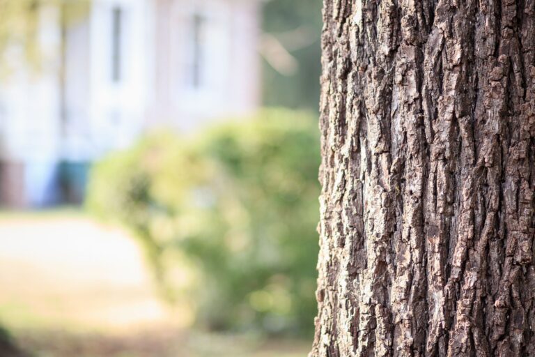 Close-up of a young tree trunk with bark exposed to direct summer sunlight