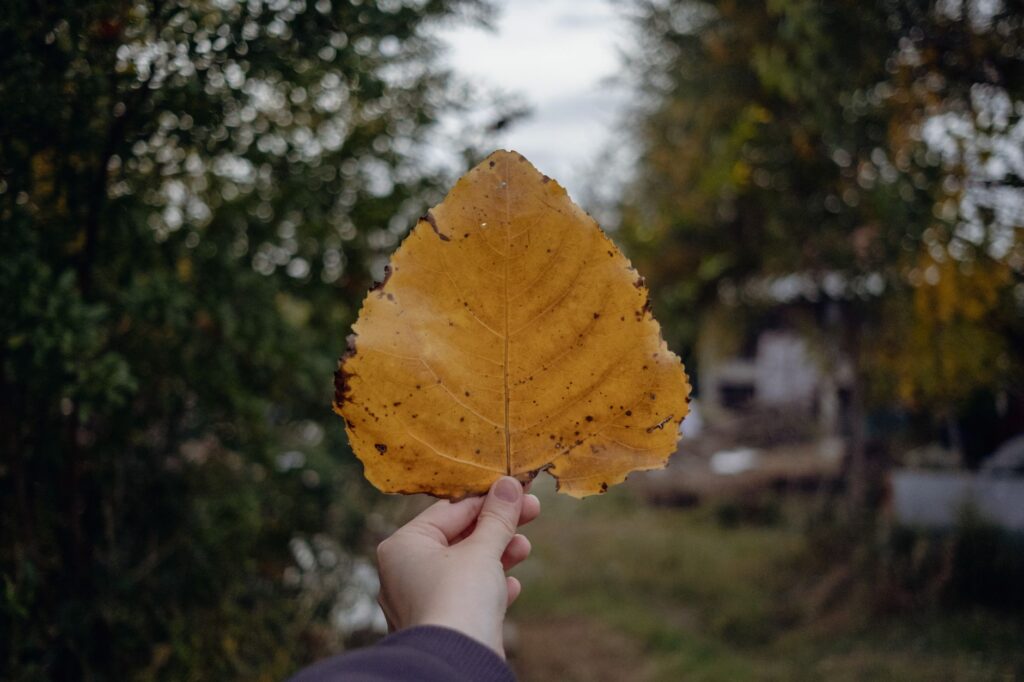 Close-up of a young tree leaf showing browning at the margins from transplant stress