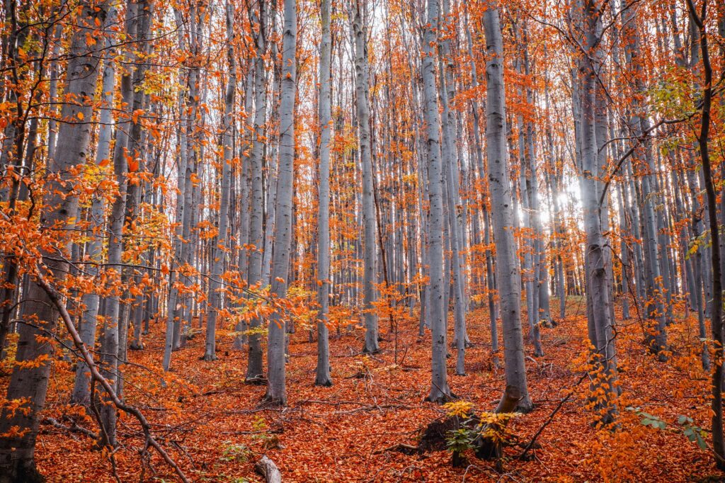 The smooth gray trunk of a mature American beech tree, a species highly sensitive to root disturbance