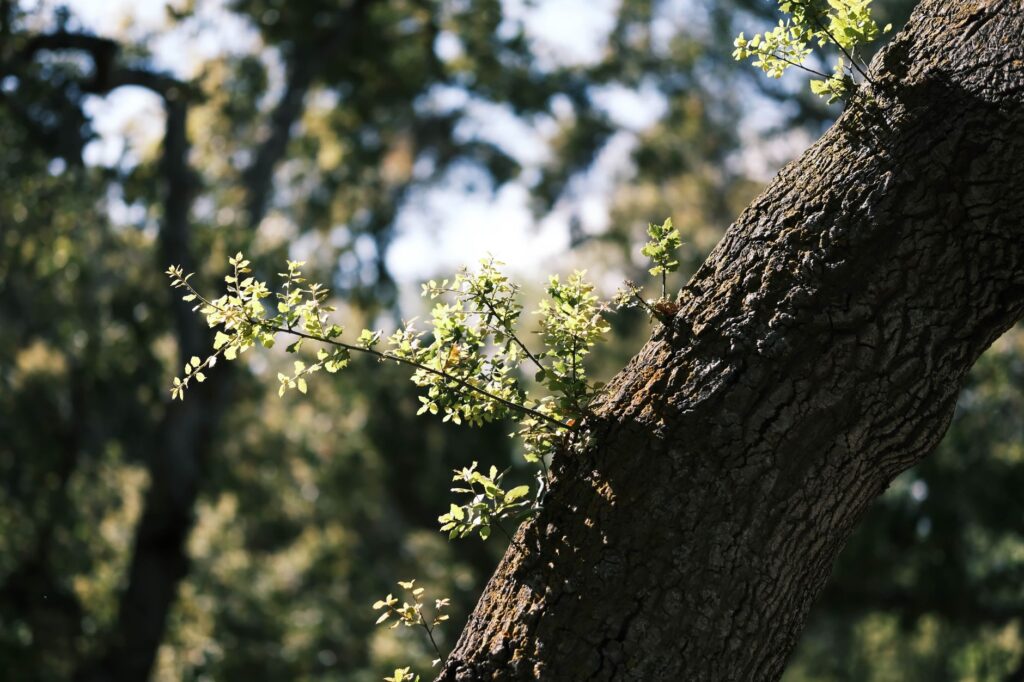A recovering tree canopy showing healthy new leaf growth in late summer