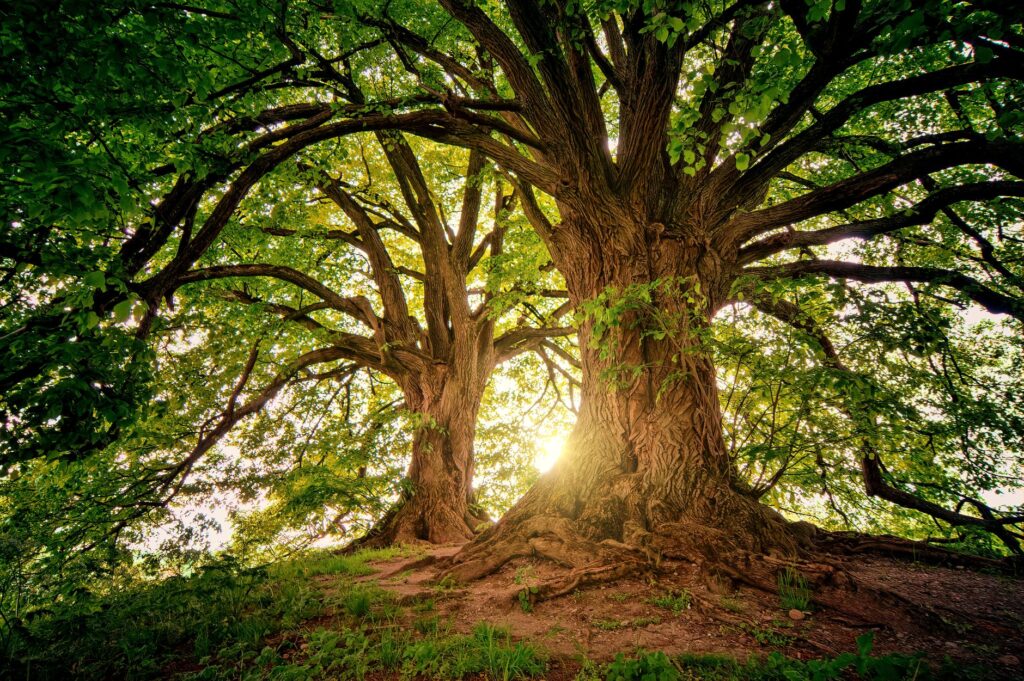 Mature oak tree with visible surface roots in a Middletown Township yard