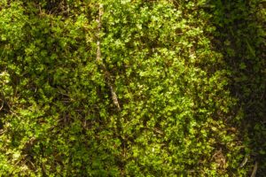 Native groundcover plants filling the dappled shade beneath a mature oak tree's canopy