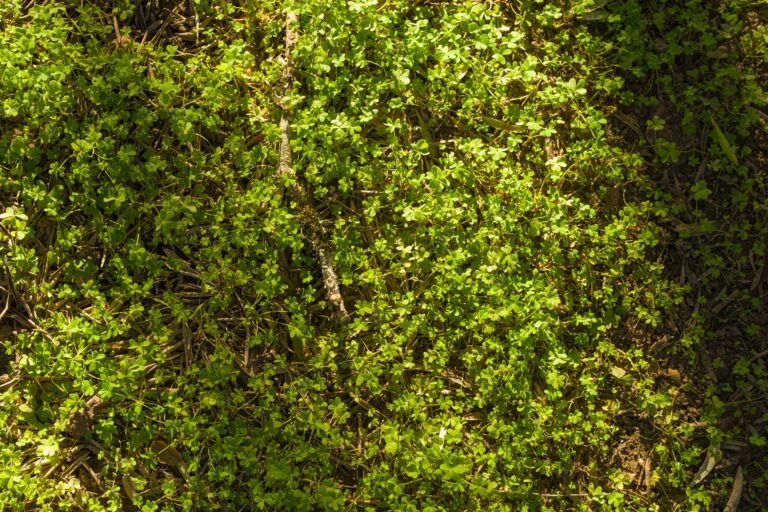 Native groundcover plants filling the dappled shade beneath a mature oak tree's canopy