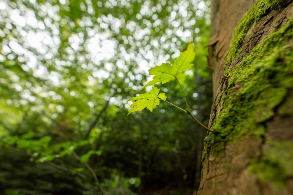 A young maple tree trunk showing sunscald damage on its sun-exposed side