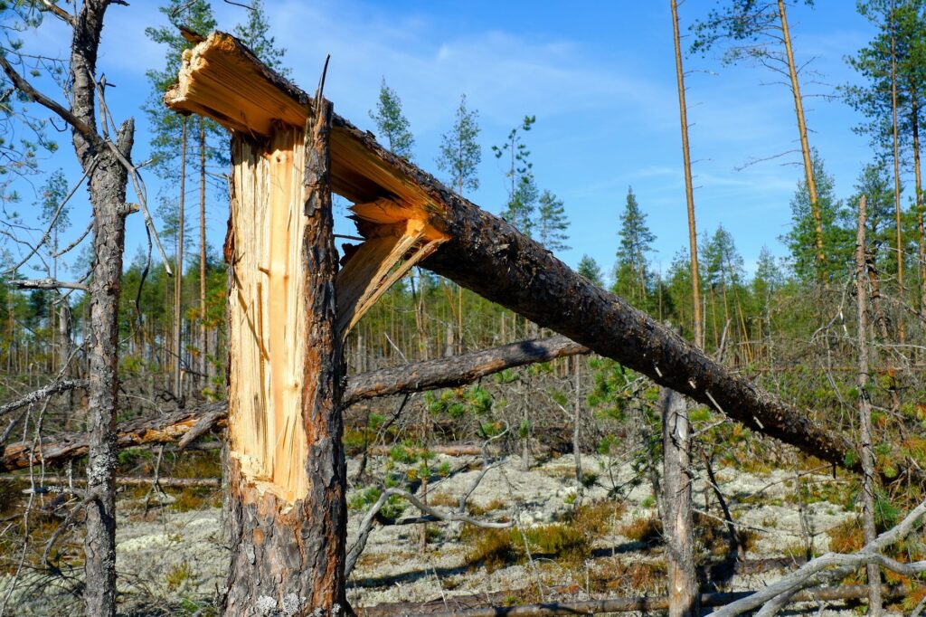 Sunscald damage on the south-facing bark of a young tree trunk
