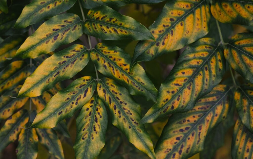 Oak tree leaves showing interveinal chlorosis with yellow between green veins