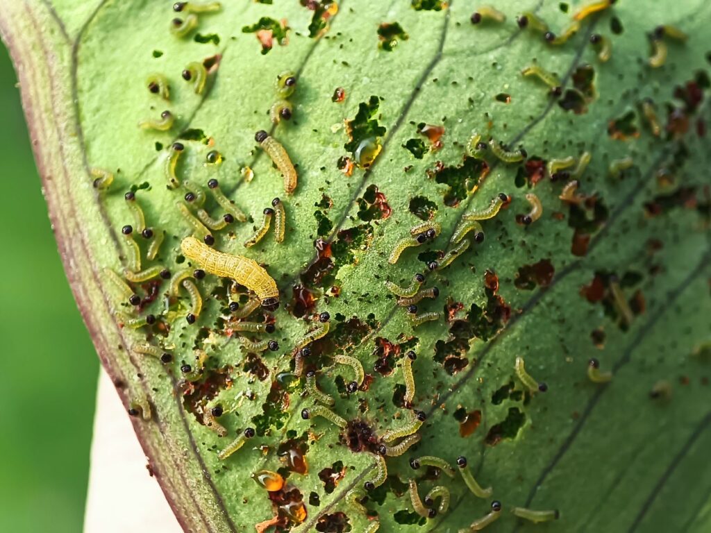 Caterpillar feeding damage visible on a tree leaf