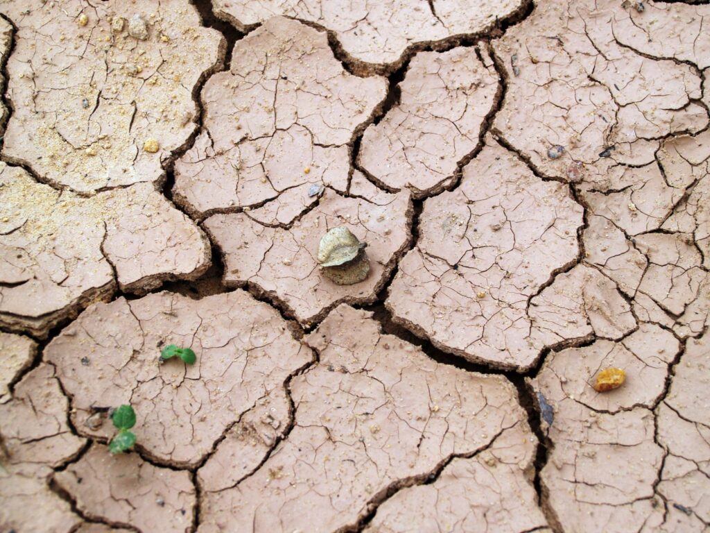 Dry cracked soil in the root zone of a large oak tree during summer drought conditions