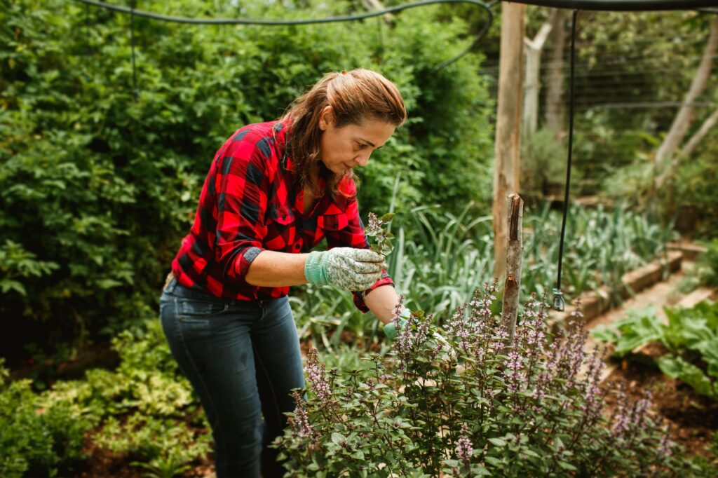 A homeowner using hand pruners to clip small shoots at the base of a shade tree in summer