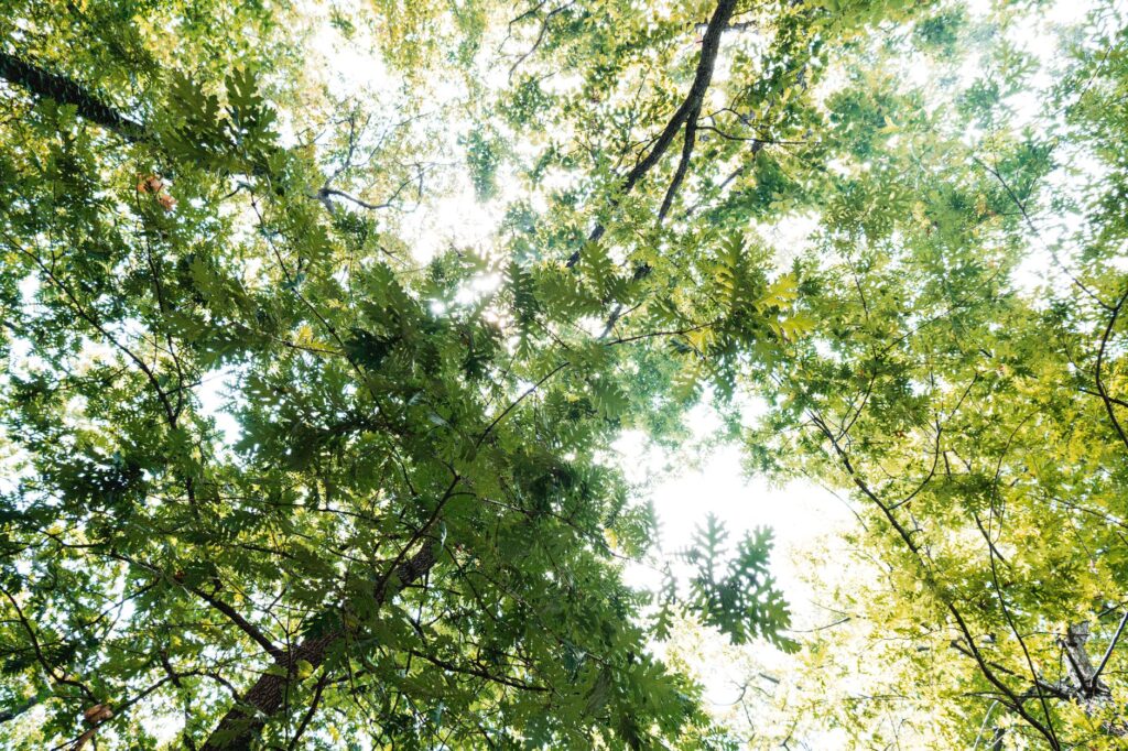 Mature white oak tree with full summer canopy showing strong natural structure and wind resistance