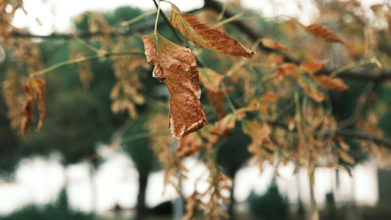 A tree with drooping, heat-stressed leaves during a Middletown summer heat wave
