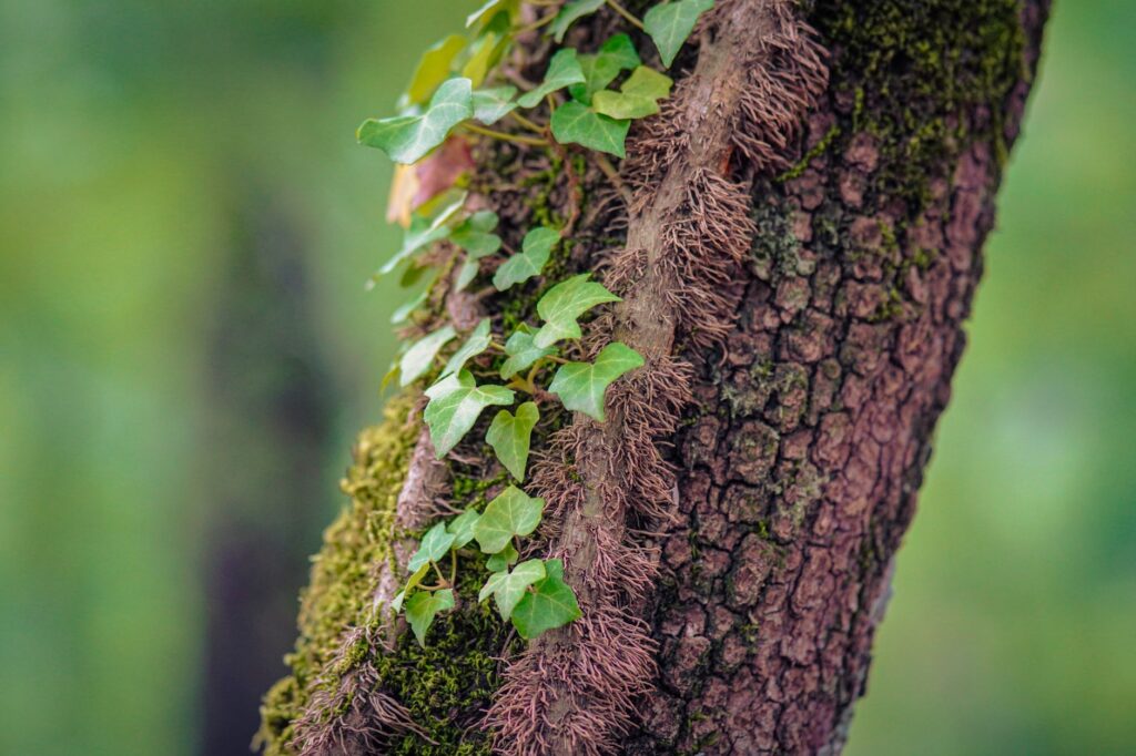 Thick English ivy vines climbing the trunk of a mature shade tree