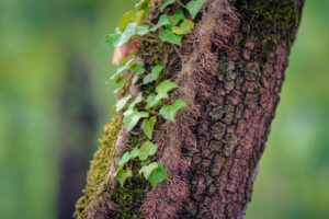 Thick English ivy vines climbing the trunk of a mature shade tree