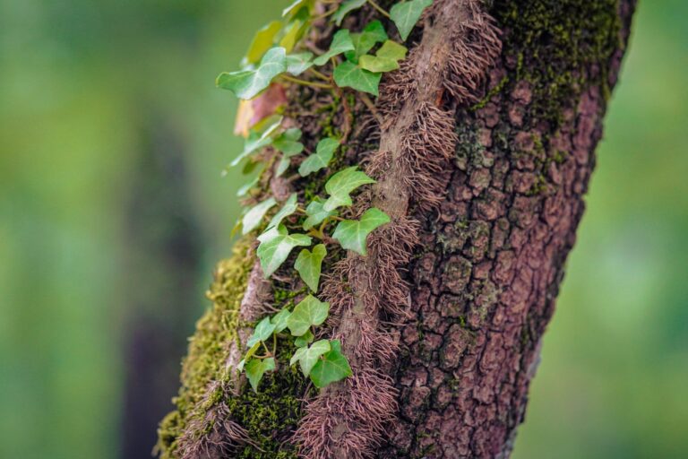 Thick English ivy vines climbing the trunk of a mature shade tree